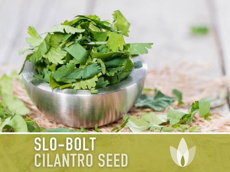 Slo-Bolt Cilantro Seeds - Heirloom Seeds, Culinary Herb Seeds, Medicinal Herb Seeds, Open Pollinated, Non-GMO