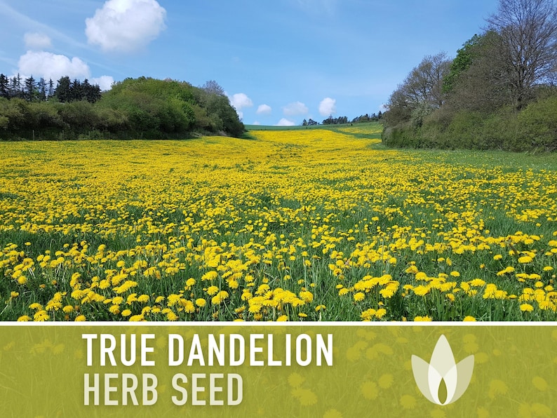 Dandelion, True Flower Seeds - Heirloom Seeds, Fresh Salad, Medicinal Herb, Open Pollinated, Taraxacum Officinale, Non-GMO