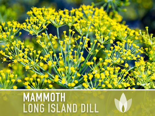 Mammoth Long Island Dill Heirloom Seeds - Pickling Spice, Culinary Herb, Butterfly Host Plant, Swallowtail Butterfly Host, Non-GMO