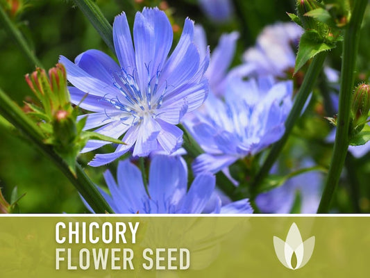 Chicory Wildflower Herb Heirloom Seeds, Flower Seeds, Wildflower, Medicinal Herb