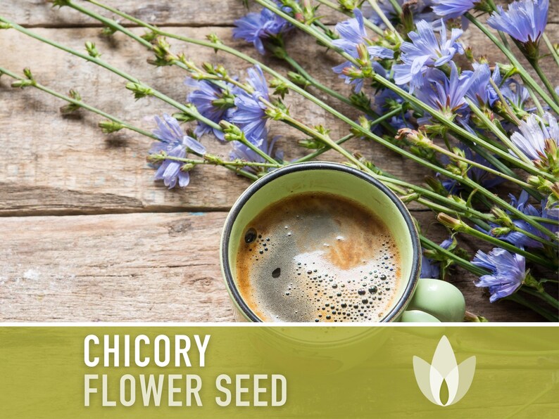 Chicory Wildflower Herb Heirloom Seeds, Flower Seeds, Wildflower, Medicinal Herb