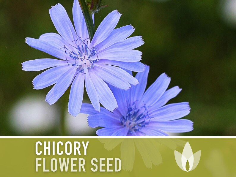 Chicory Wildflower Herb Heirloom Seeds, Flower Seeds, Wildflower, Medicinal Herb