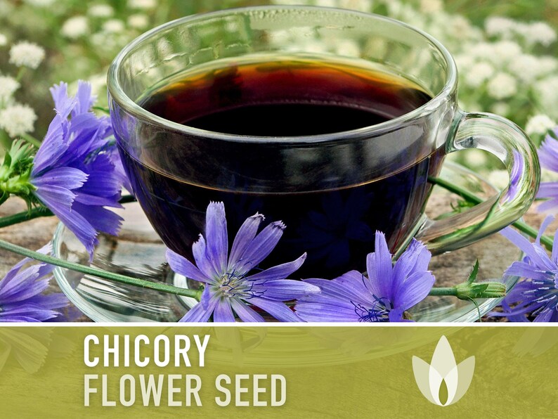 Chicory Wildflower Herb Heirloom Seeds, Flower Seeds, Wildflower, Medicinal Herb