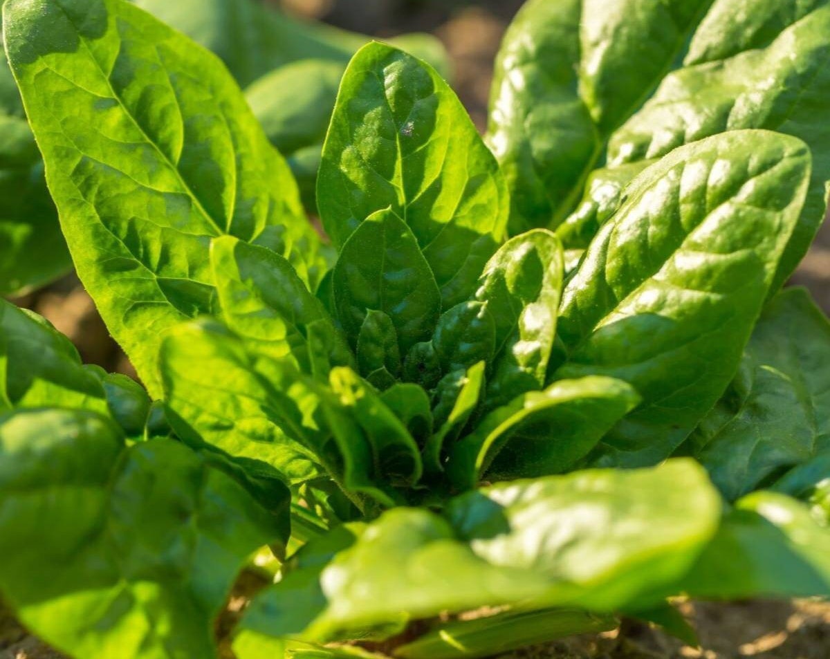 Heat-Tolerant Giant Spinach Seeds