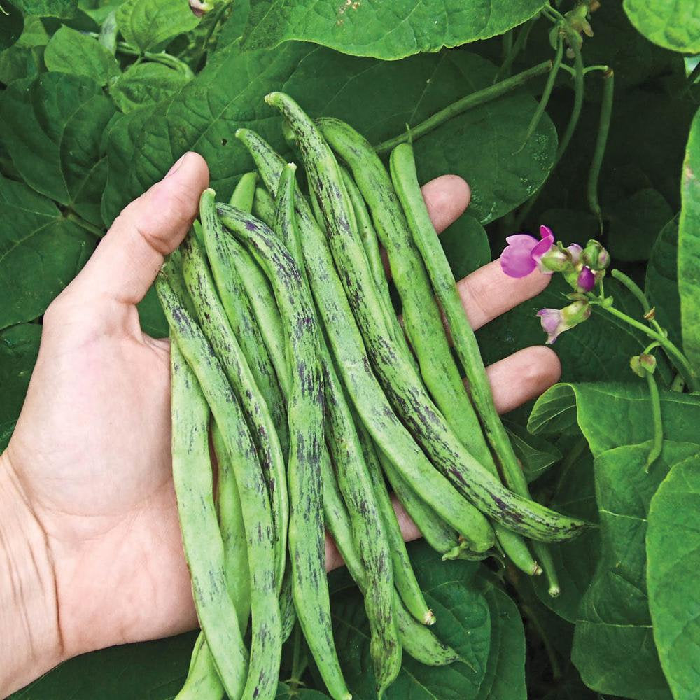 Rattlesnake Bean Seeds