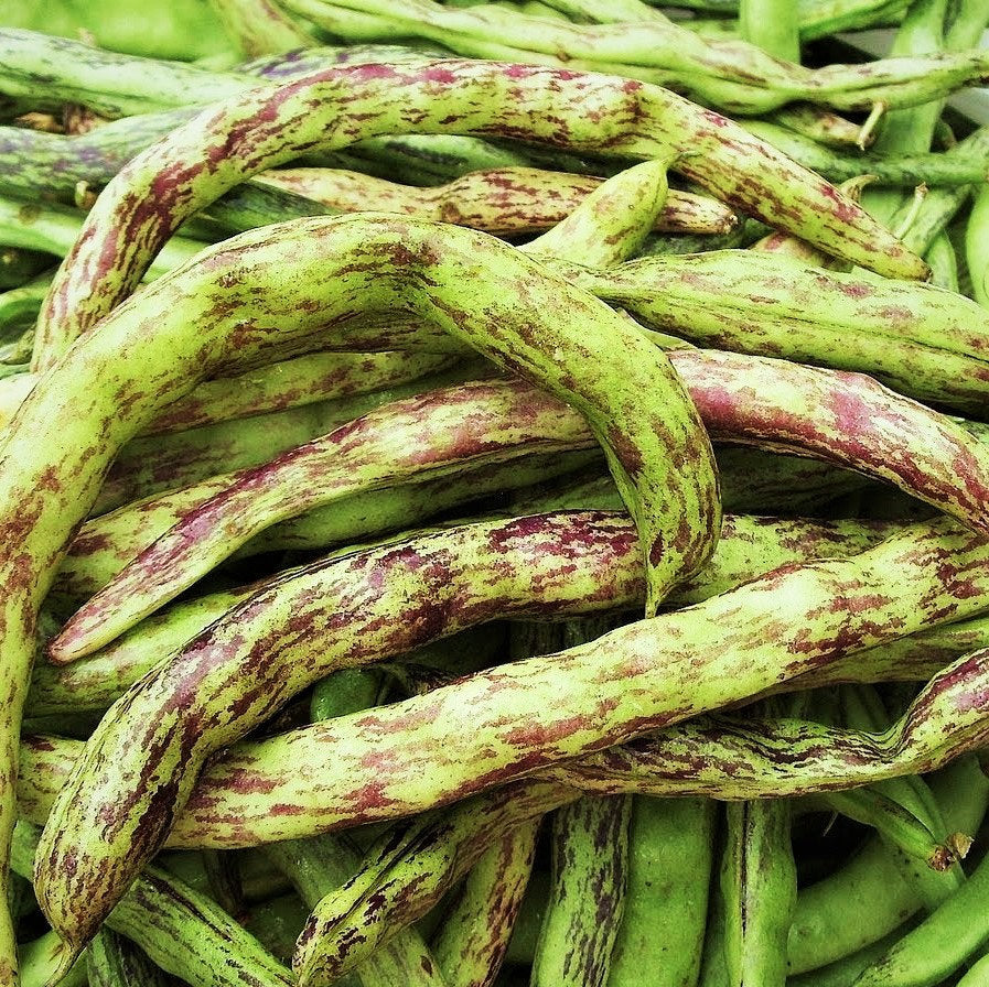 Rattlesnake Bean Seeds