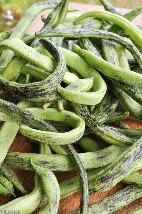 Rattlesnake Bean Seeds