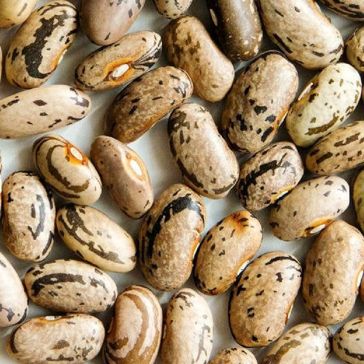 Rattlesnake Bean Seeds