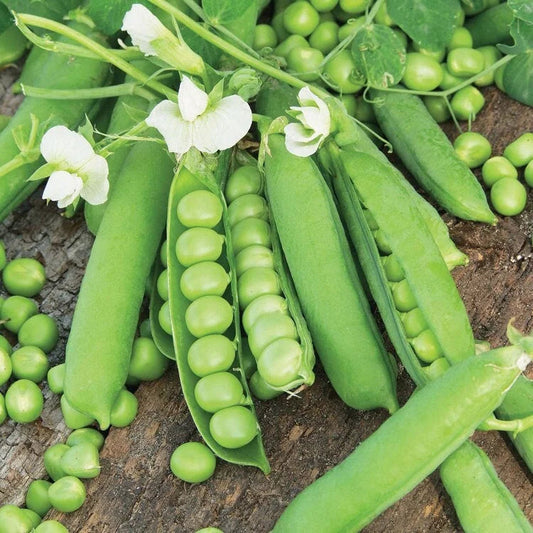 Sweet Pea Organic Seeds - Heirloom, Open Pollinated, Non GMO