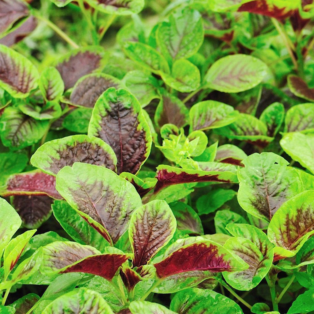 Giant Red Round Leaf Amaranth Seeds