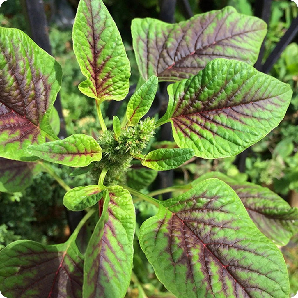 Giant Red Round Leaf Amaranth Seeds