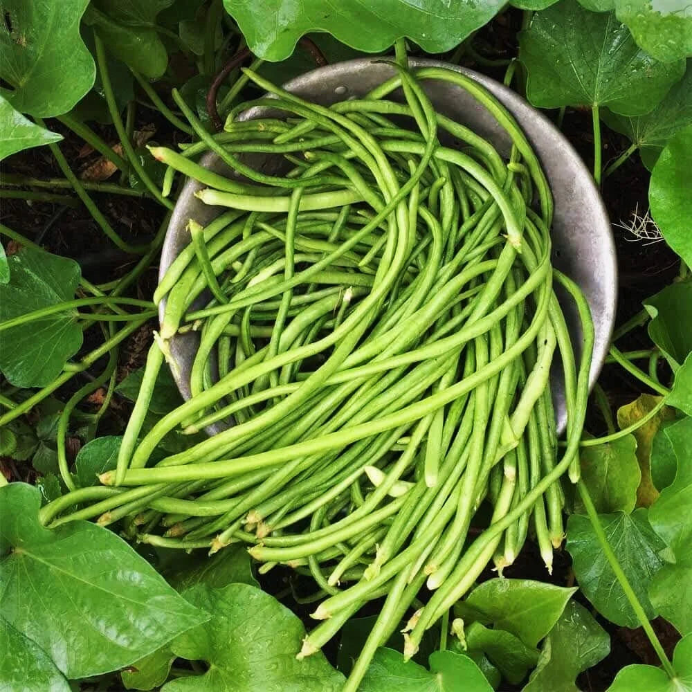 Mix of 5 Colors Long Beans Seeds