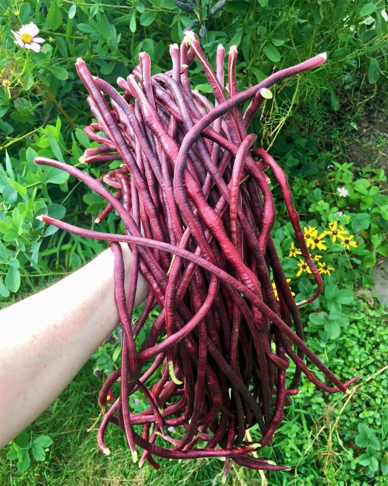 Mix of 5 Colors Long Beans Seeds