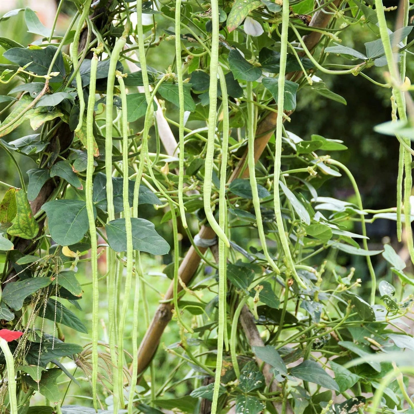 Mix of 5 Colors Long Beans Seeds