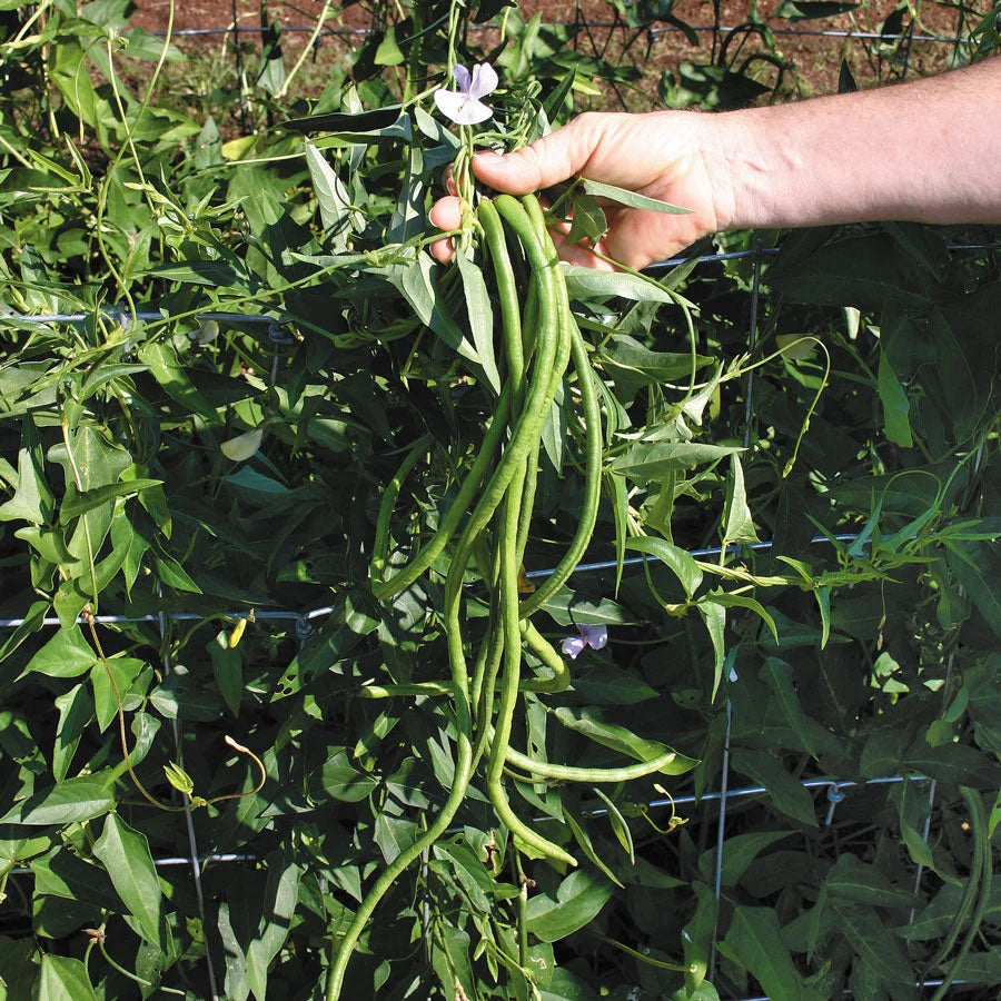 Mix of 5 Colors Long Beans Seeds