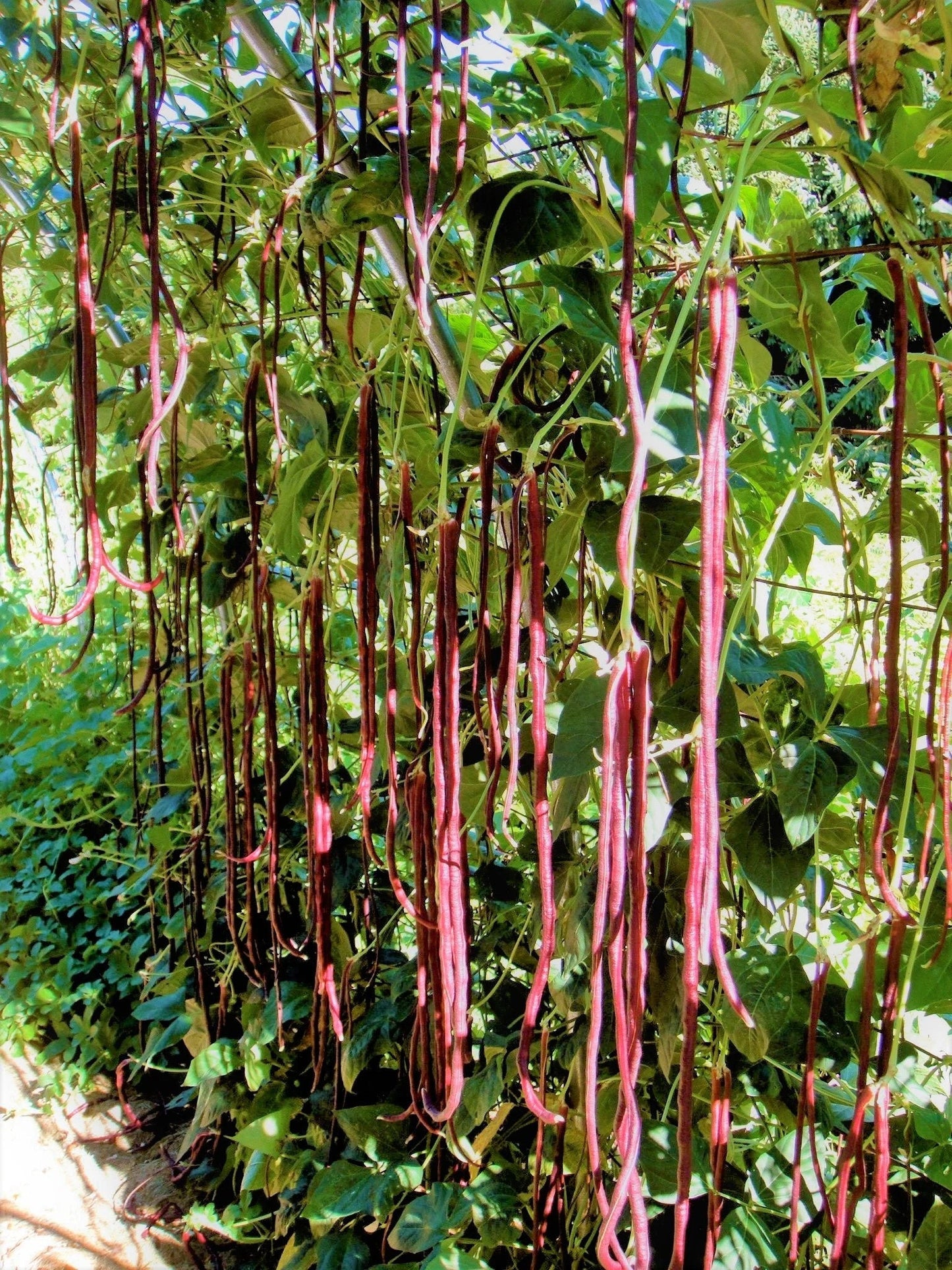 Mix of 5 Colors Long Beans Seeds