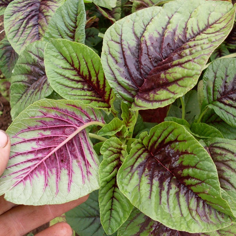 Giant Red Round Leaf Amaranth Seeds