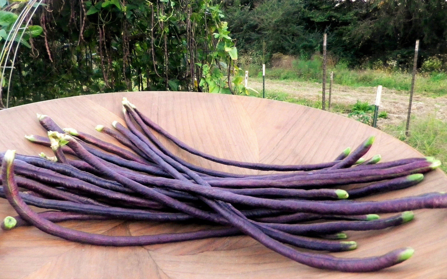 Mix of 5 Colors Long Beans Seeds