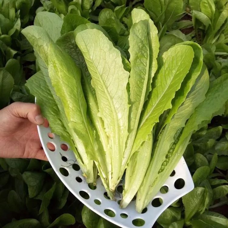 Crisp Leafy Greens: Nutritious & Crunchy Green Delight 🥗🌱