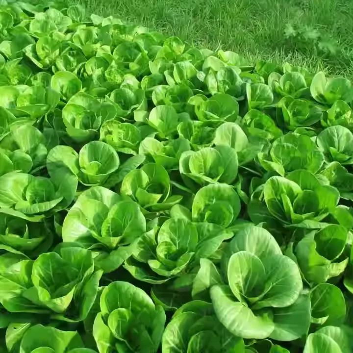 Crisp Leafy Greens: Nutritious & Crunchy Green Delight 🥗🌱