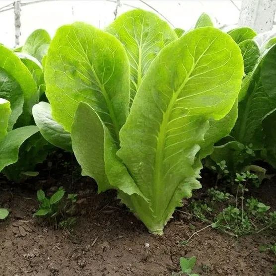 Crisp Leafy Greens: Nutritious & Crunchy Green Delight 🥗🌱