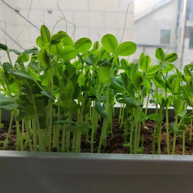 Pisum Sativum Seedlings Seeds