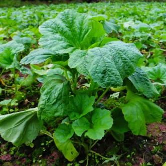 Curled Mallow Seeds