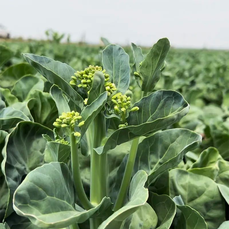 🥦Delicious and Tender Choy Sum🥦