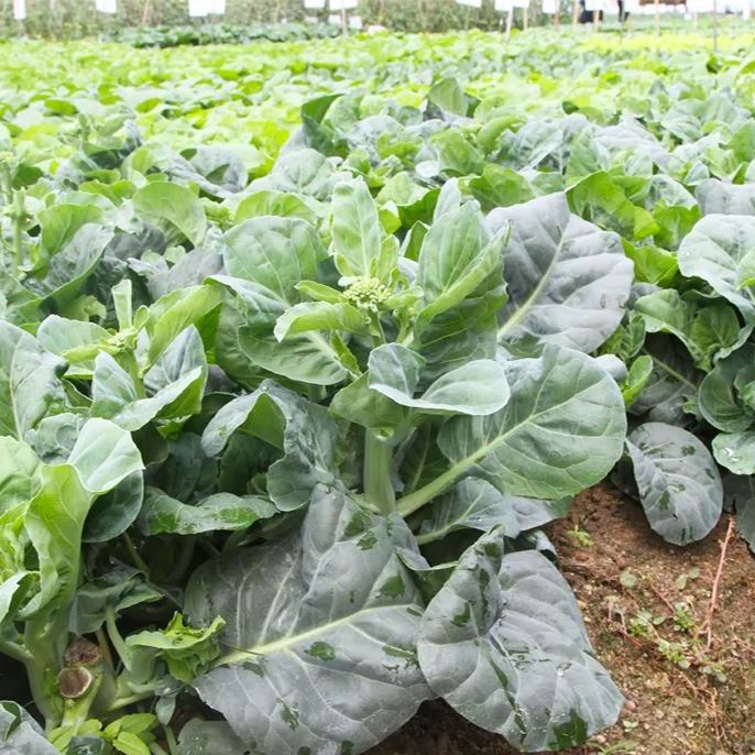 🥦Delicious and Tender Choy Sum🥦