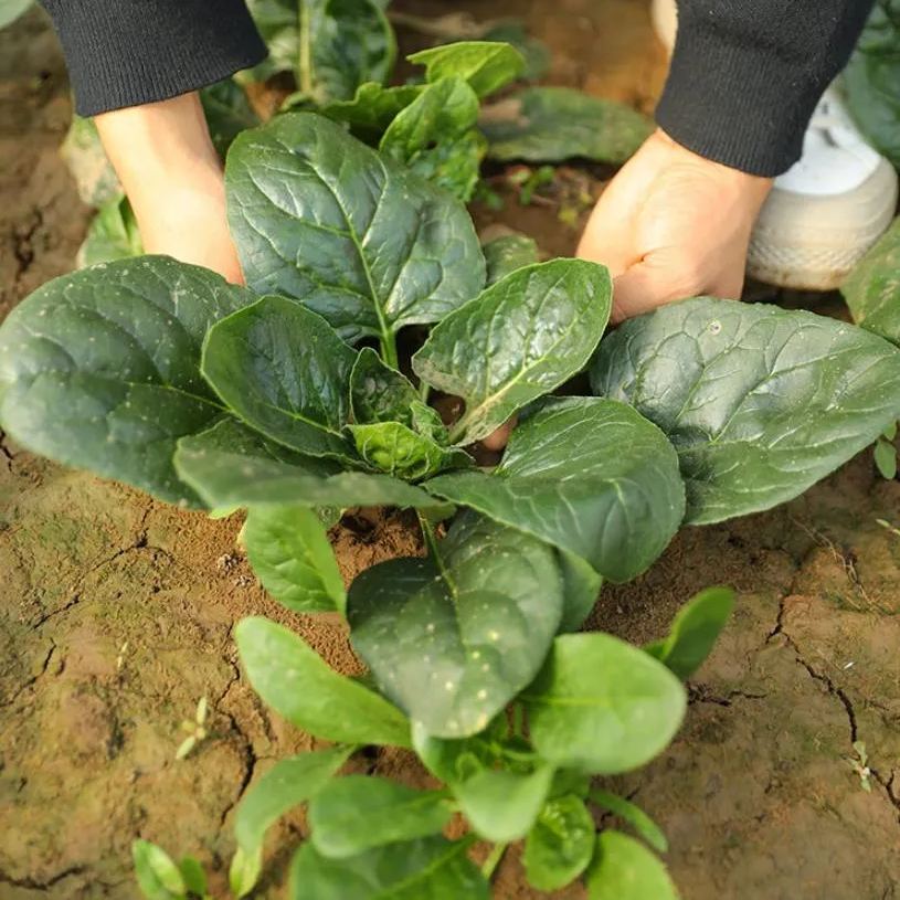 Dwarf Spinach