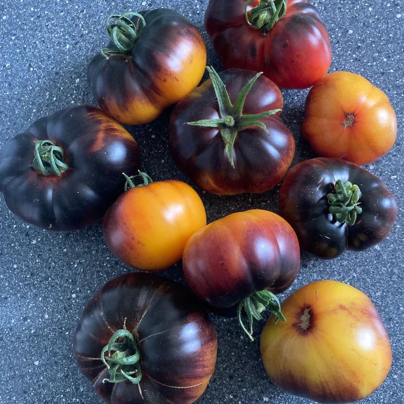 Lucid Gem Tomato Seeds, Beefsteak Tomatoes, Heirloom Tomatoes, Organic Seeds