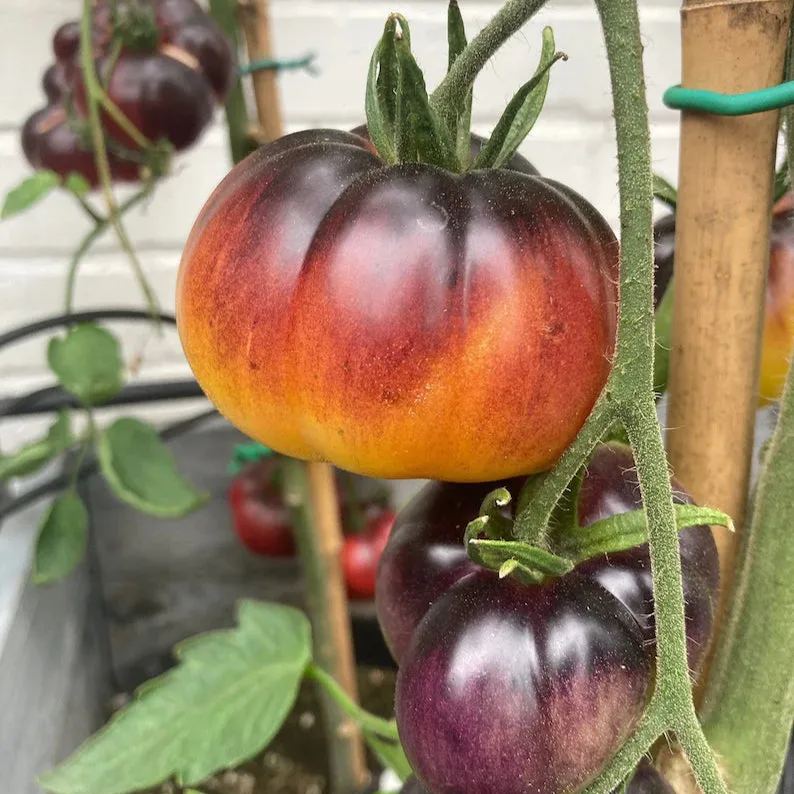 Lucid Gem Tomato Seeds, Beefsteak Tomatoes, Heirloom Tomatoes, Organic Seeds