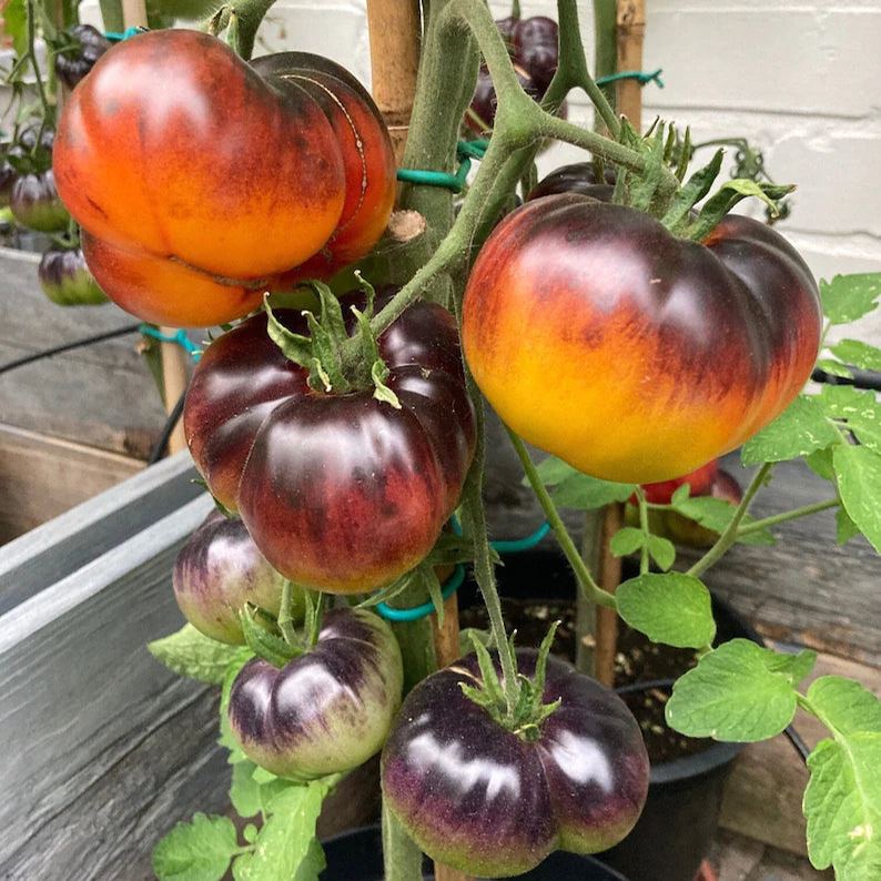 Lucid Gem Tomato Seeds, Beefsteak Tomatoes, Heirloom Tomatoes, Organic Seeds