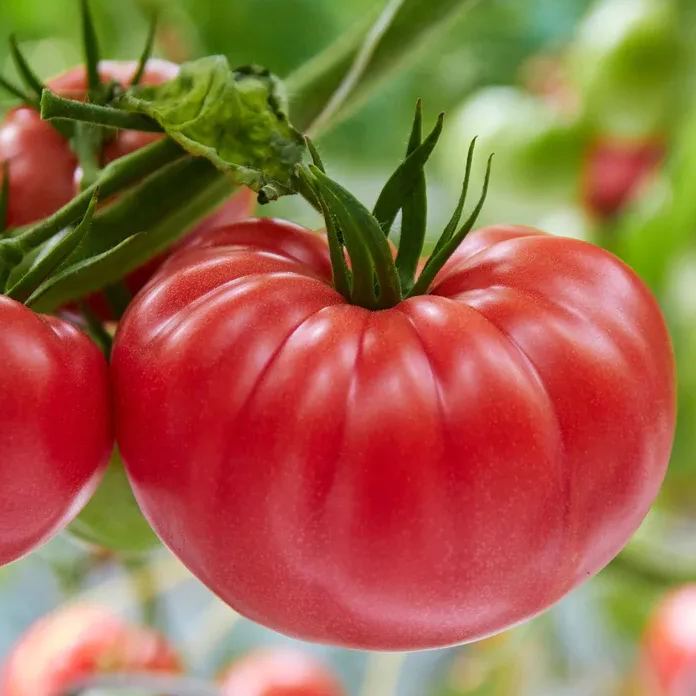 Lucid Gem Tomato Seeds, Beefsteak Tomatoes, Heirloom Tomatoes, Organic Seeds