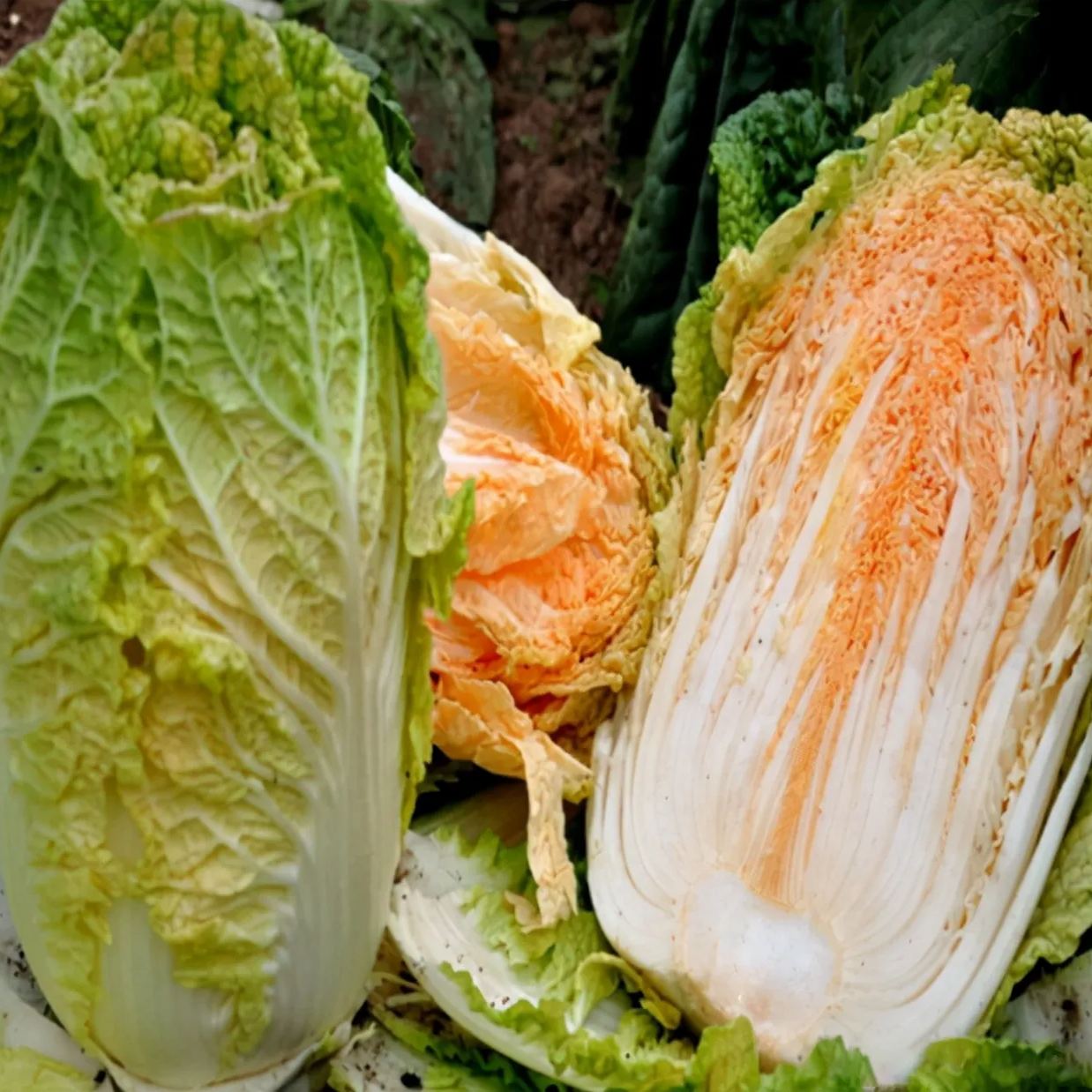 Orange-red Heart Cabbage Seeds