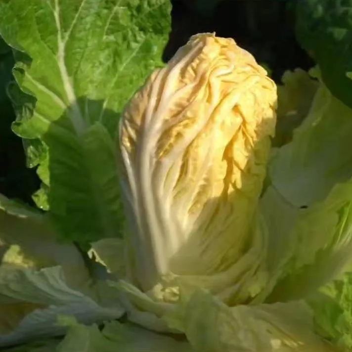 Orange-red Heart Cabbage Seeds