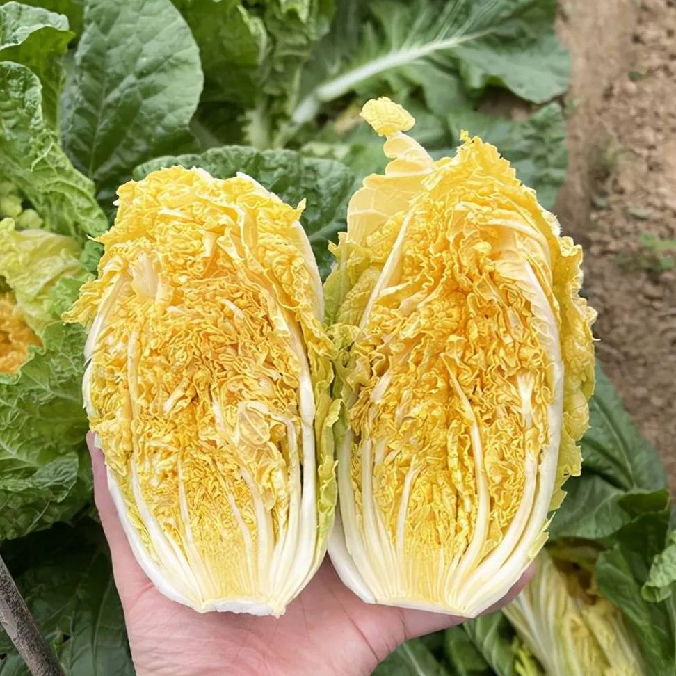 Orange-red Heart Cabbage Seeds