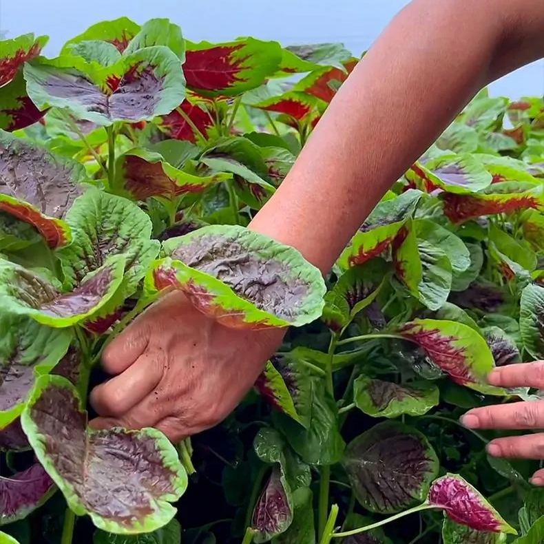 Giant Red Round Leaf Amaranth Seeds