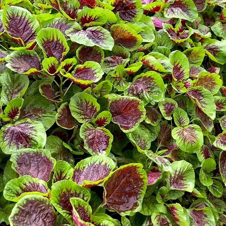 Giant Red Round Leaf Amaranth Seeds