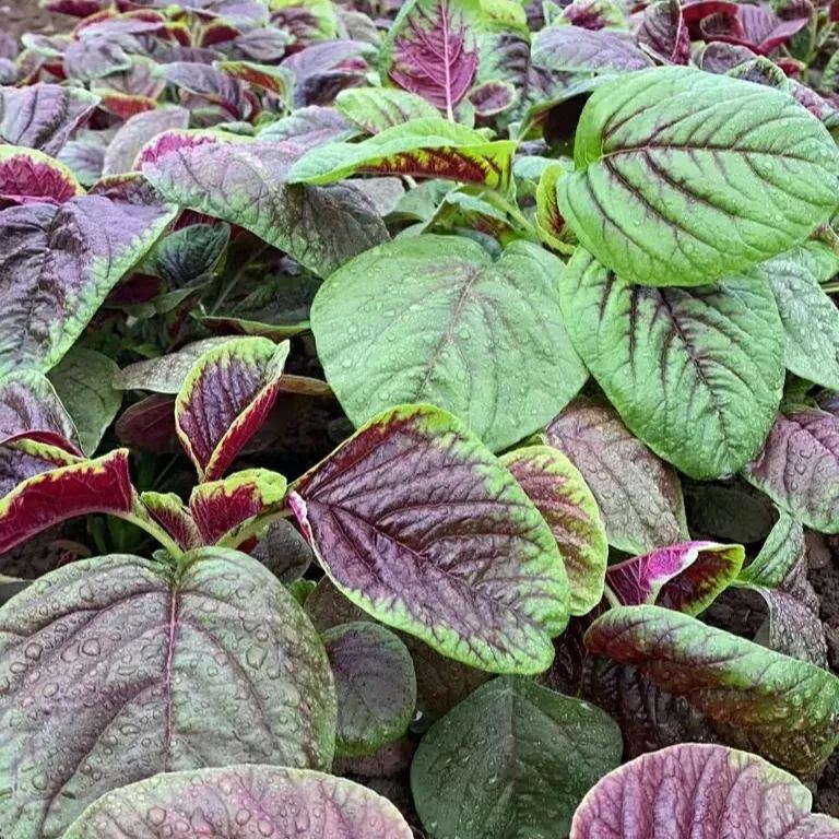 Giant Red Round Leaf Amaranth Seeds