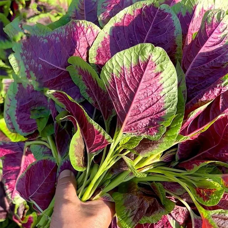 Giant Red Round Leaf Amaranth Seeds