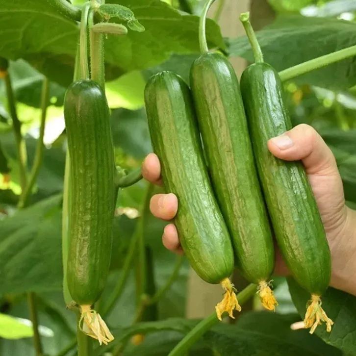 Thorn-less Mini Cucumber Seeds