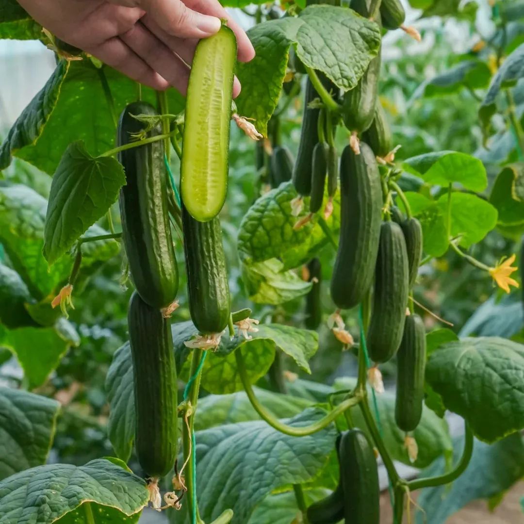 Thorn-less Mini Cucumber Seeds