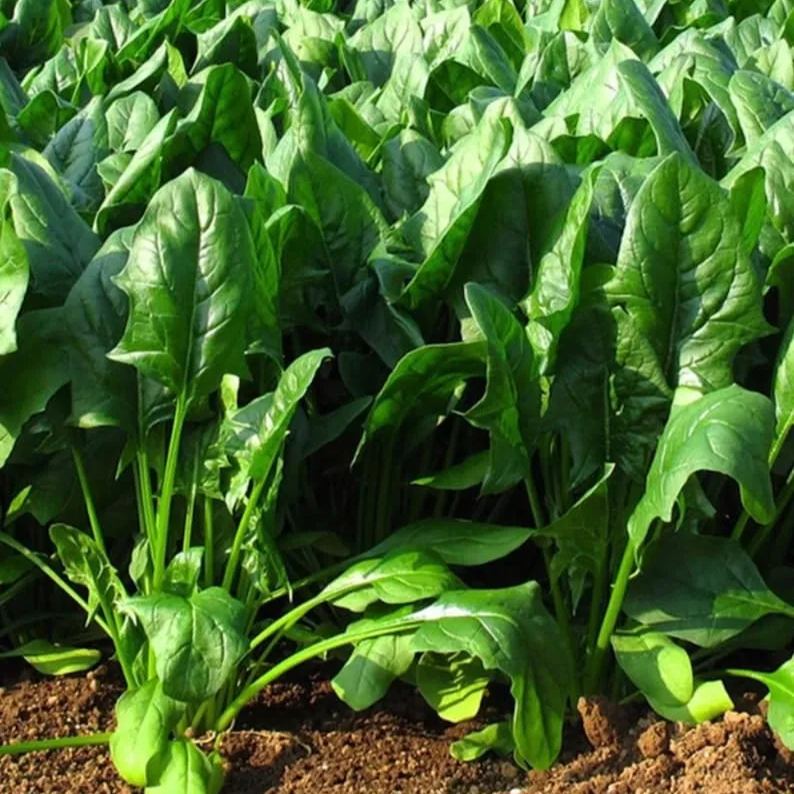 Heat-Tolerant Giant Spinach Seeds