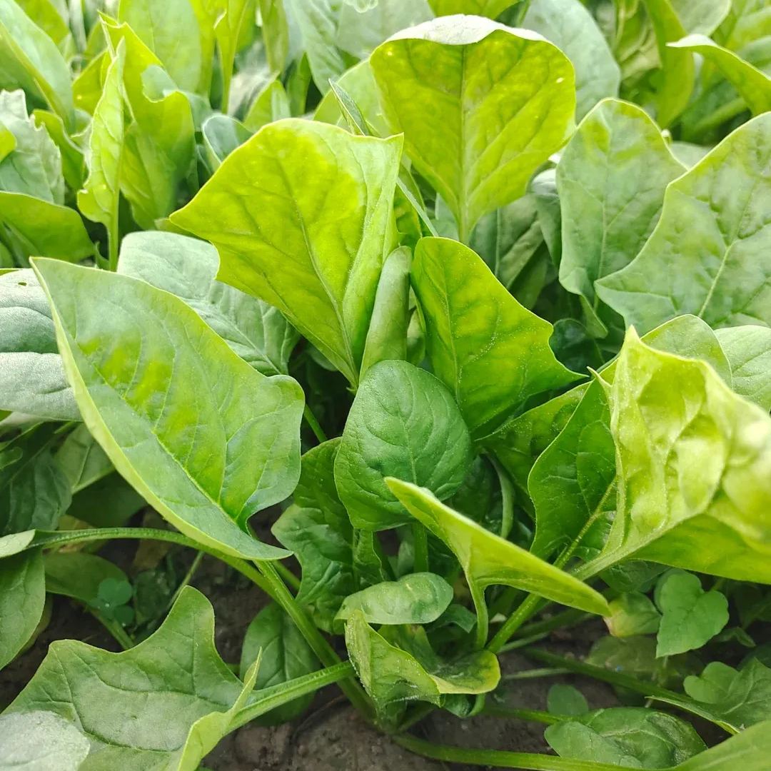 Heat-Tolerant Giant Spinach Seeds