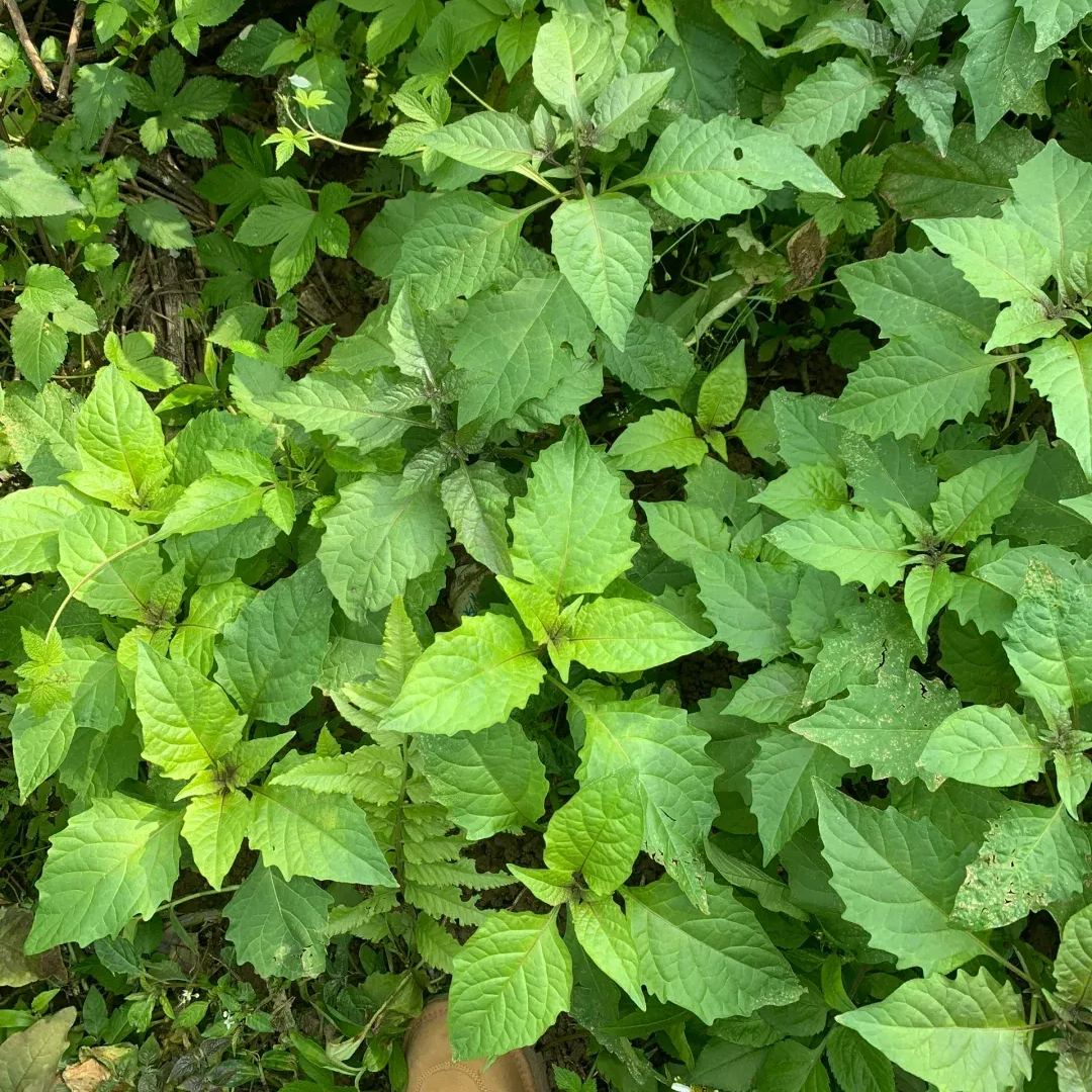 Solanum nigrum Seeds, 	Black Nightshade Seeds