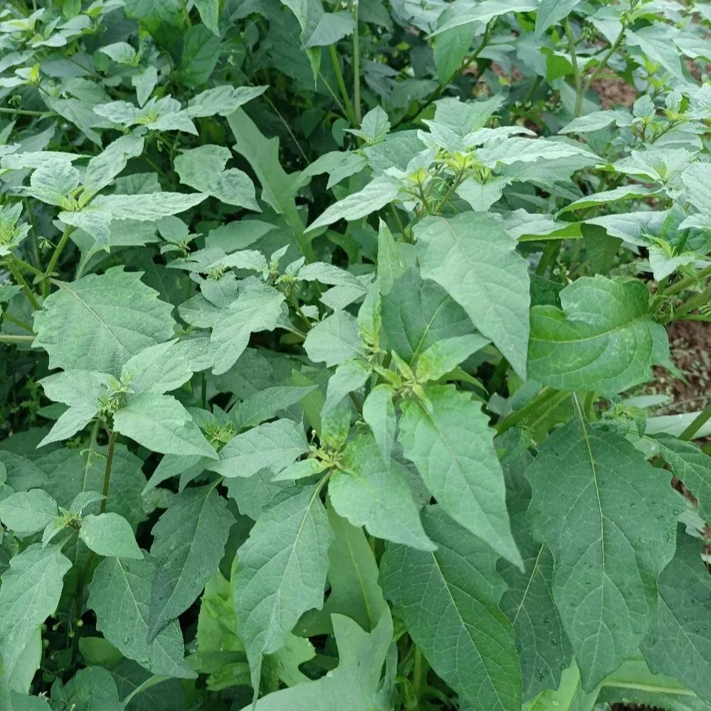 Solanum nigrum Seeds, 	Black Nightshade Seeds