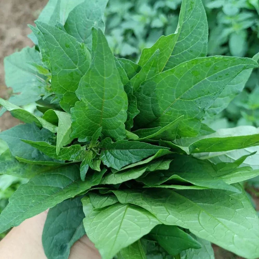 Solanum nigrum Seeds, 	Black Nightshade Seeds