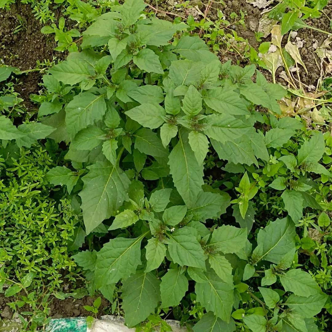 Solanum nigrum Seeds, 	Black Nightshade Seeds