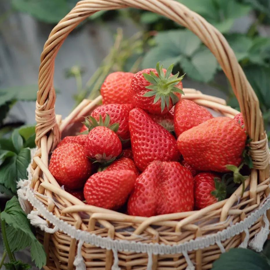 🍓Cream Giant Strawberry Seeds -- Various shapes & Natural juices🥤-Clearance sale